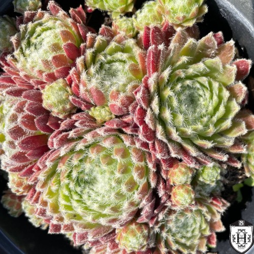 Sempervivum 'Weberianum' - Mägisibul 'Weberianum' P9/0,55L